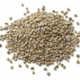 Millet en graines