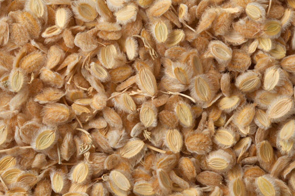 Cumin mystique Kamoun Essoufi (الكمون الصوفي) 3attar.ma