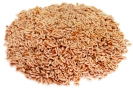 Graines de Psyllium – بذور القاطونة