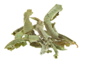Verveine Séchée